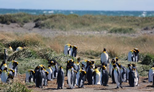 pinguino-rey-5